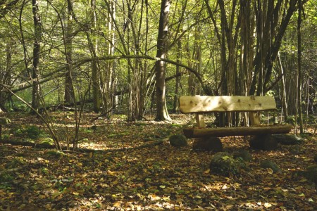 Waldbaden Gesundheit und Wohlbefinden Waldbaden Gesundheit und Wohlbefinden