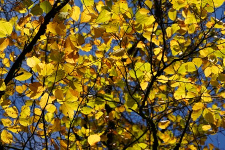 Herbstwald Herbstwald