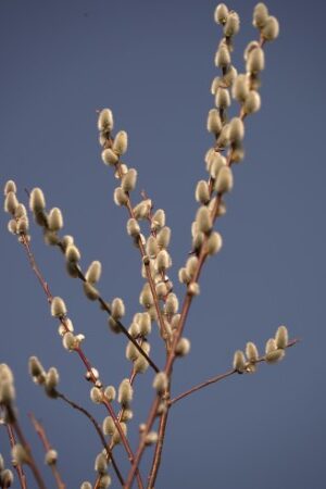 Waldbaden Frühling 01 Waldbaden Frühling 01