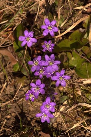 Waldbaden Frühling 02 Waldbaden Frühling 02