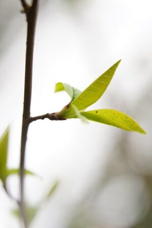 Waldbaden Frühling 03 Waldbaden Frühling 03