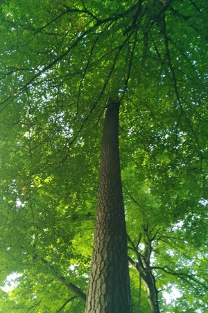 Waldbaden Frühlingsbaum Waldbaden Frühlingsbaum