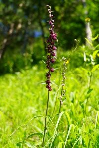 Braunrote Stendelwurz Braunrote Stendelwurz
