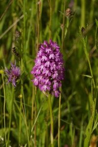Spitzorchis Spitzorchis