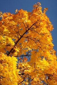 herbst01 (200x300) Braunrote Stendelwurz