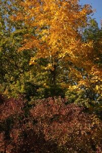 herbst03 (200x300) Spitzorchis